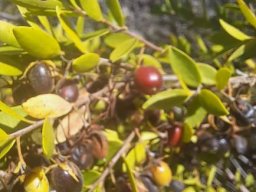 Diospyros glabra coloured fruits